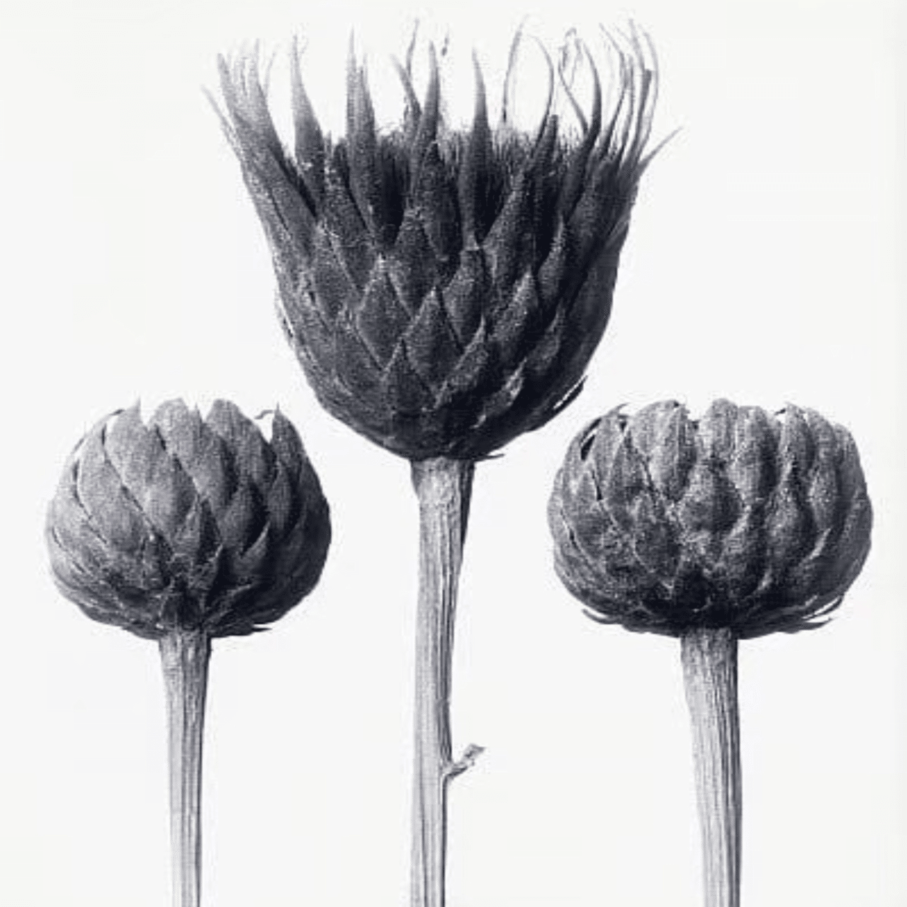 KARL BLOSSFELDT｜EGGSEED