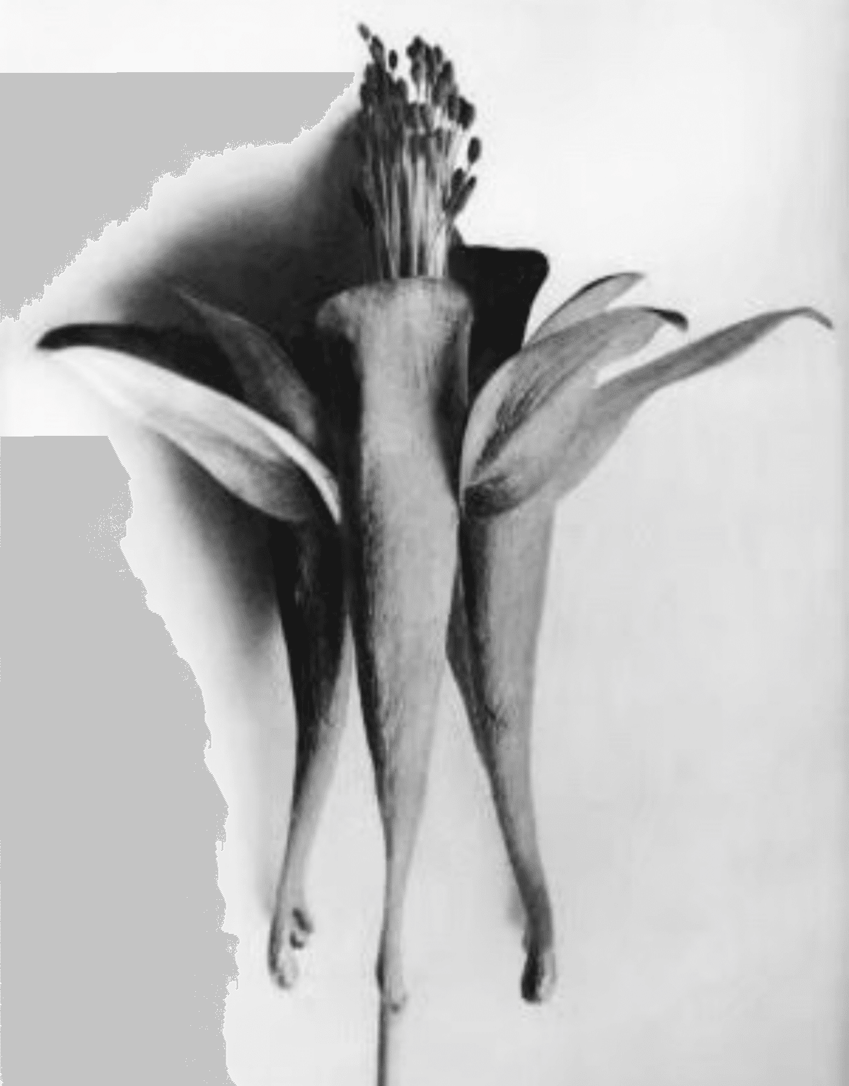 KARL BLOSSFELDT｜EGGSEED
