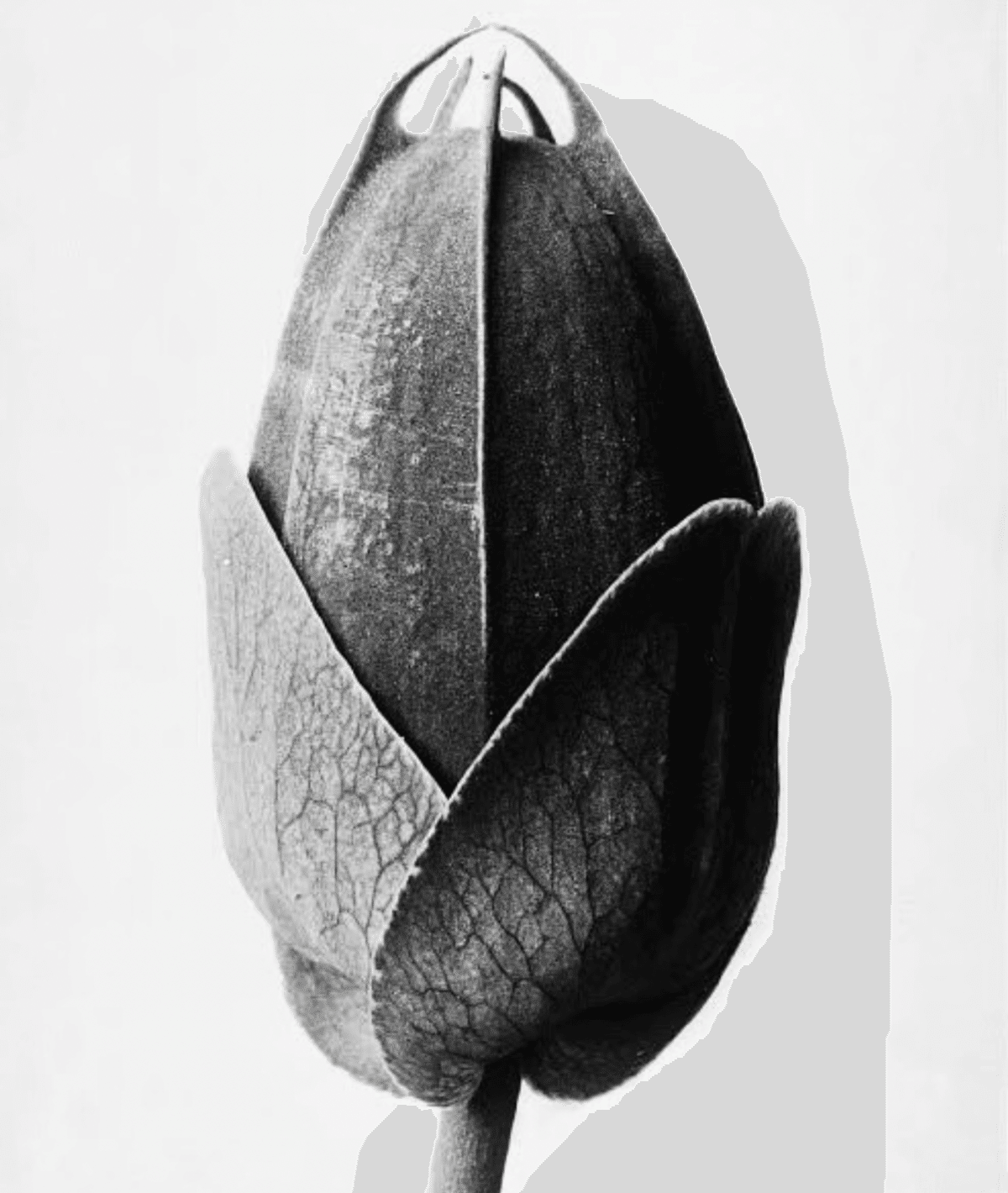 未使用　Karl Blossfeldt  植物画　ボタニカルアート　カールブロス KARL BLOSSFELDT｜EGGSEED