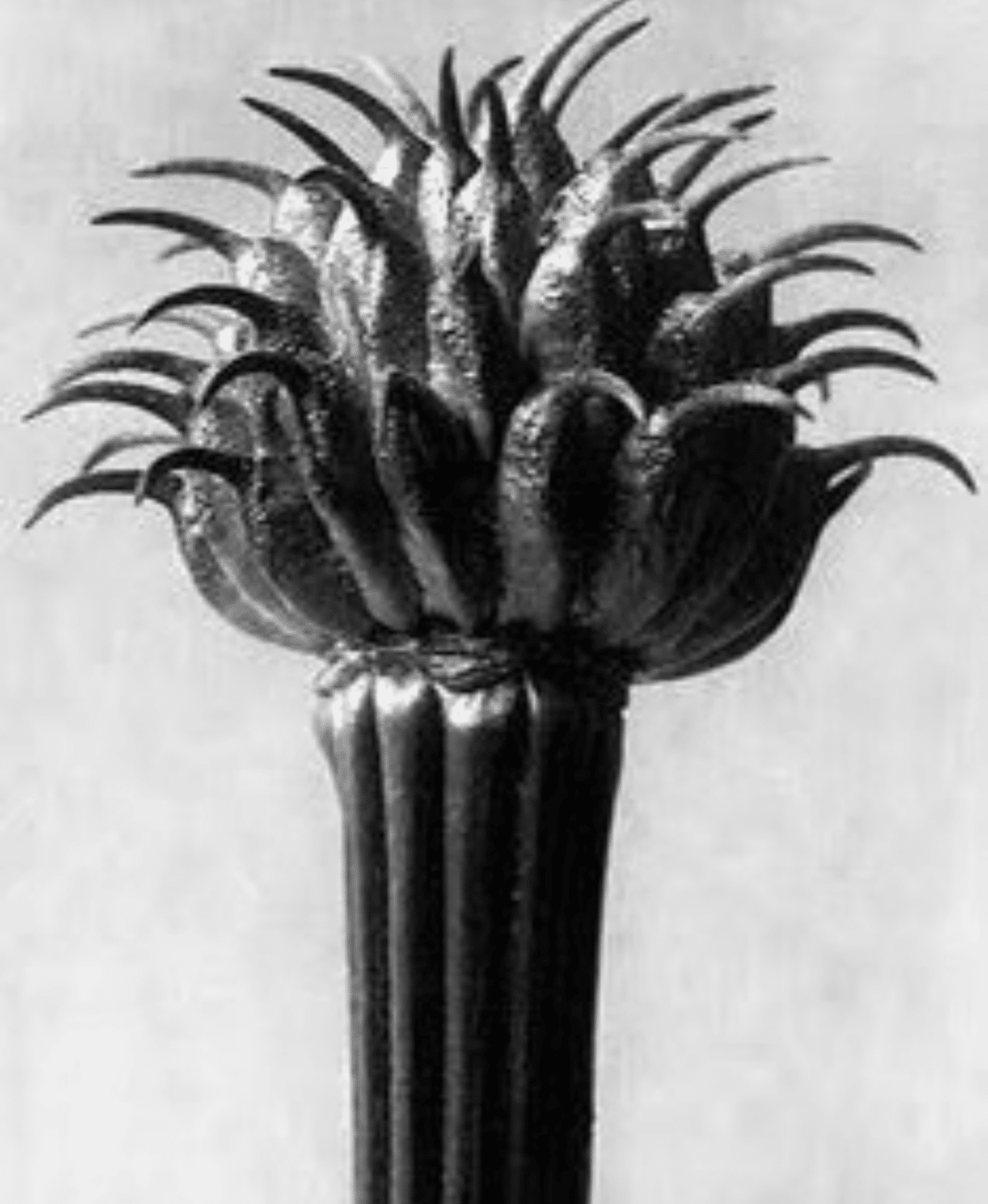 KARL BLOSSFELDT｜EGGSEED