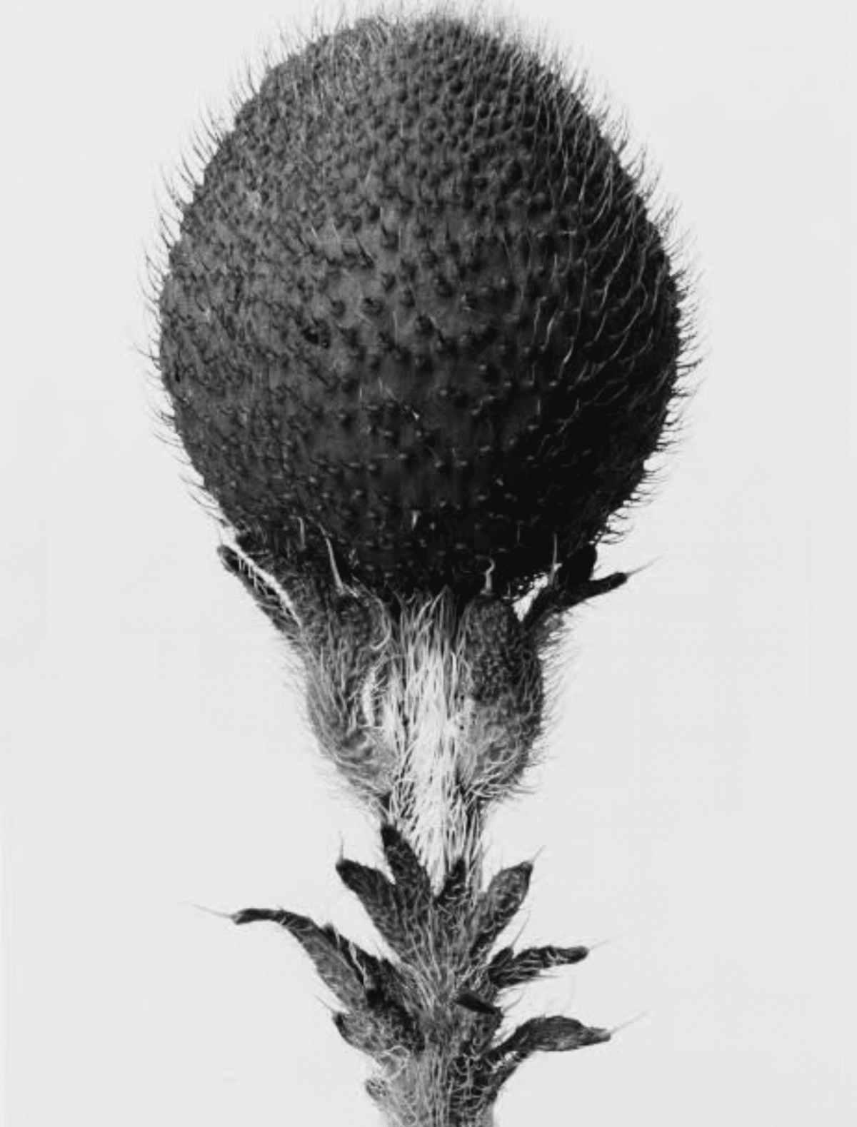 KARL BLOSSFELDT｜EGGSEED