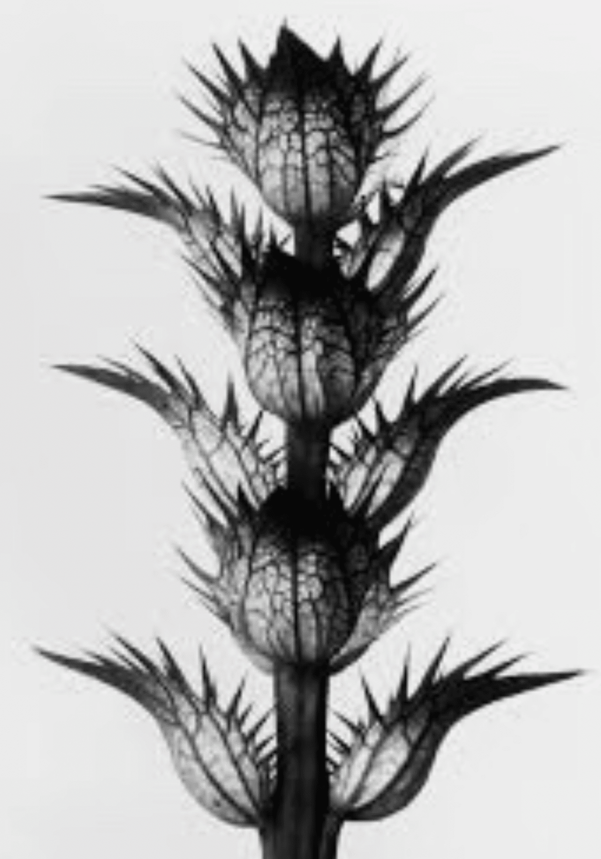 Karl Blossfeldt（カール・ブロスフェルト）　植物写真集 カールブロスフェルト植物の学術的写真集 | 100歳の少年