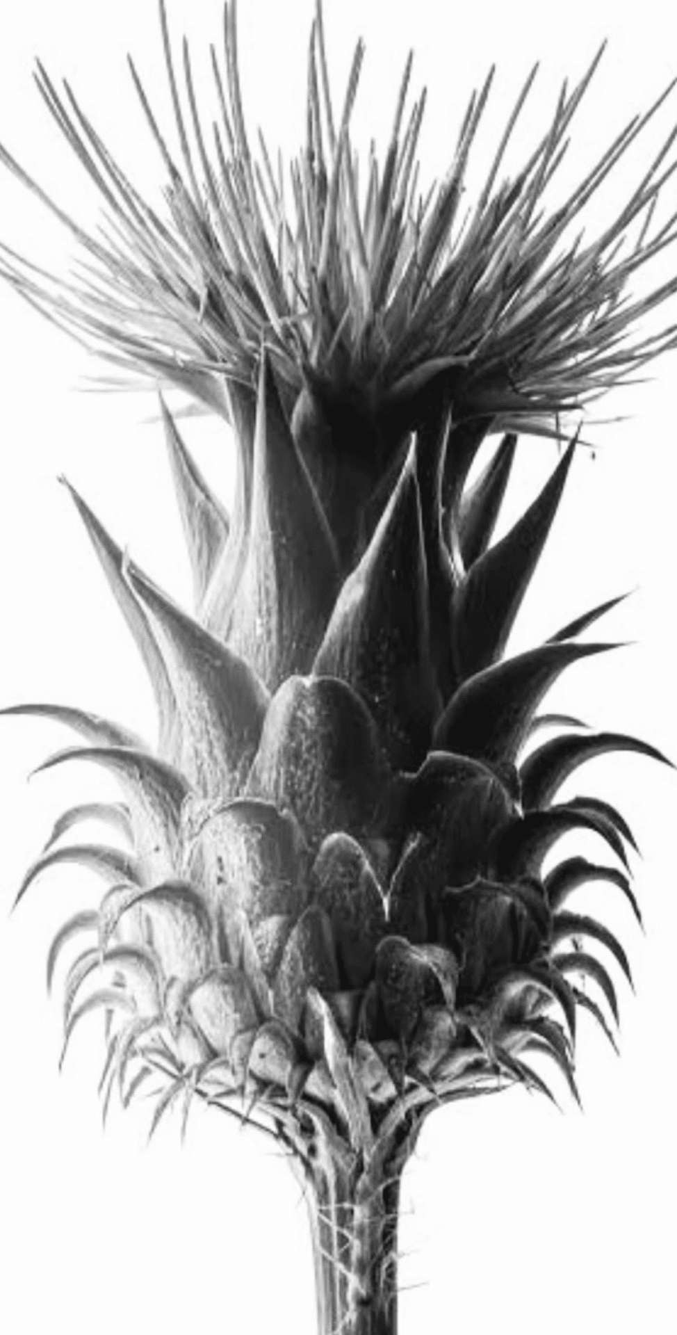 KARL BLOSSFELDT｜EGGSEED