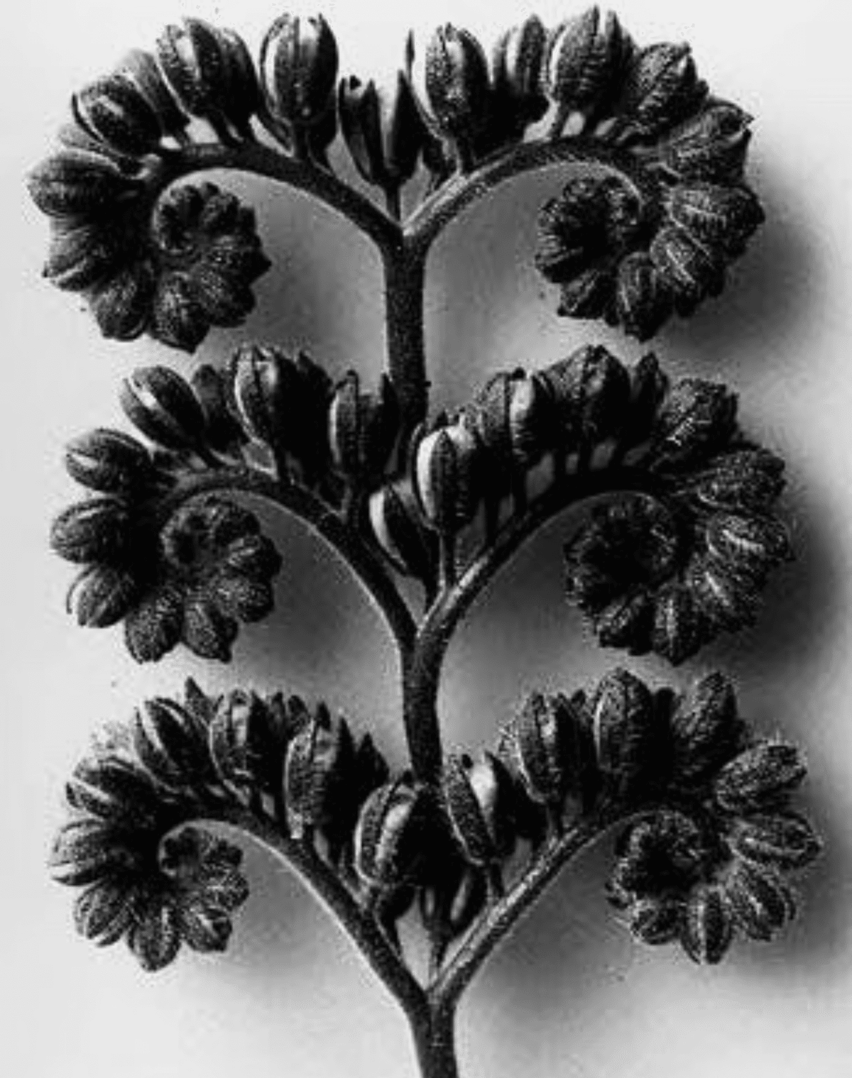 KARL BLOSSFELDT｜EGGSEED