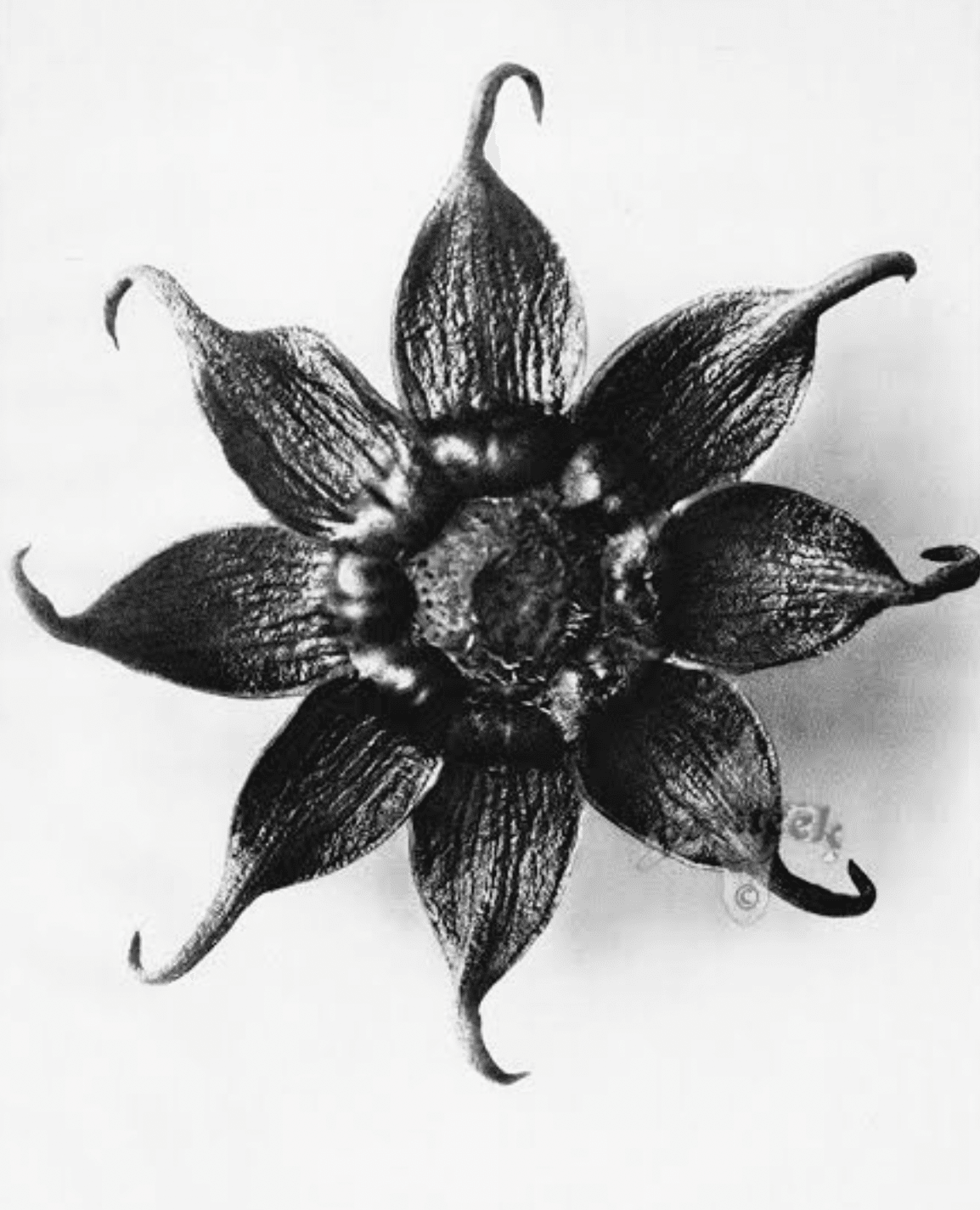 KARL BLOSSFELDT｜EGGSEED