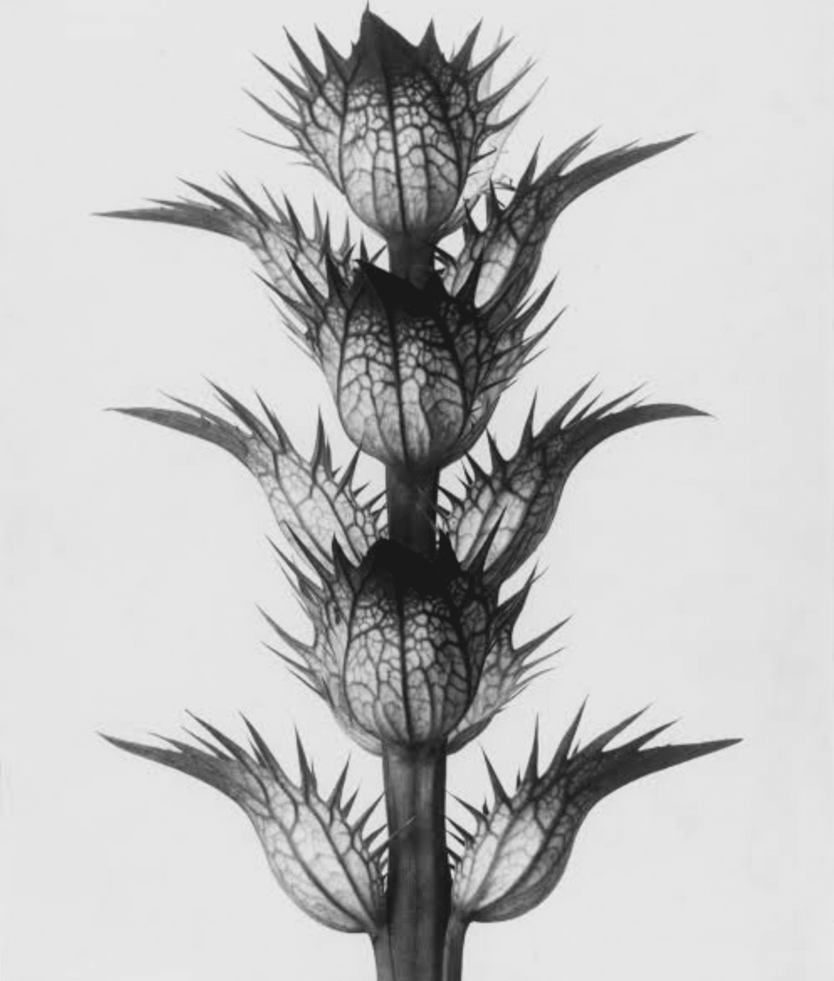 大特価 KARL BLOSSFELDT｜EGGSEED 絵画