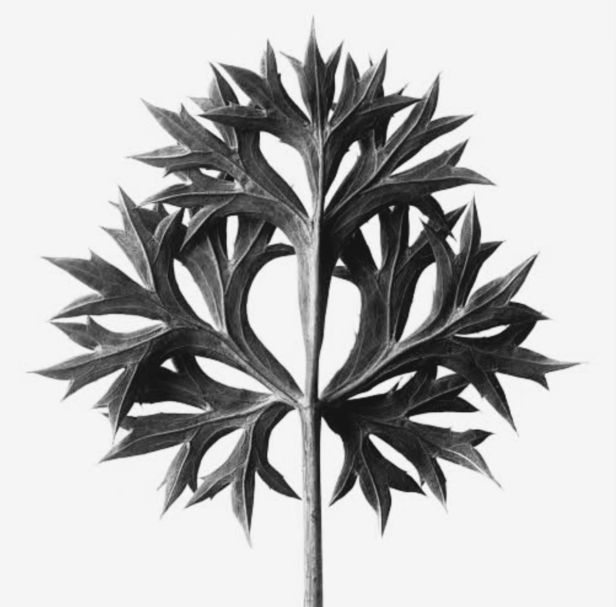デザインの本質は植物のフォルムにある？カール・ブロスフェルト