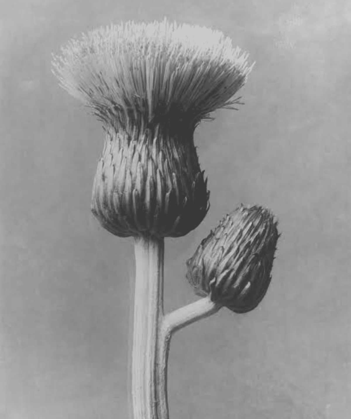 KARL BLOSSFELDT｜EGGSEED