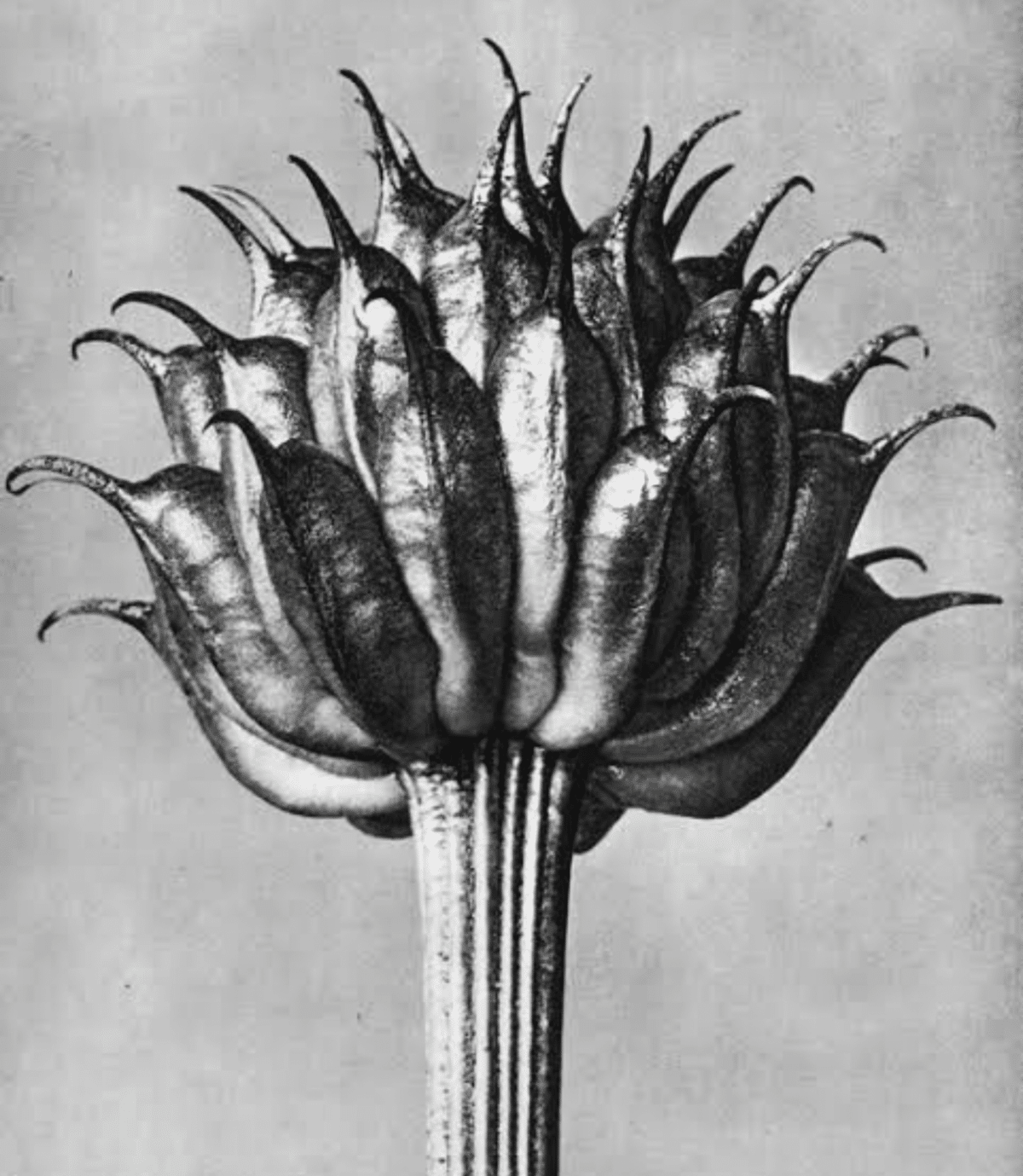 KARL BLOSSFELDT｜EGGSEED