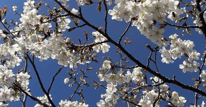 【子育て】花見に行かねば！【長崎】