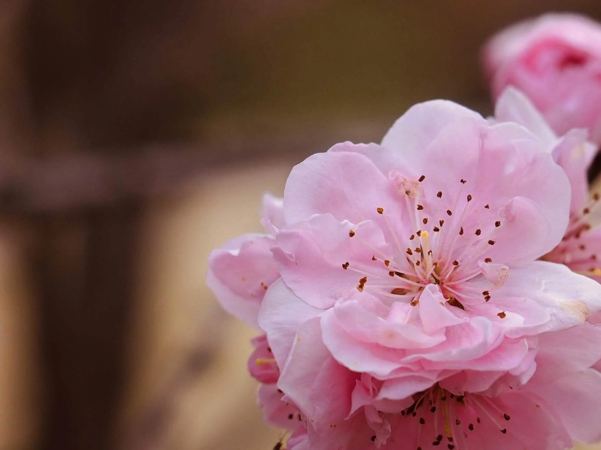 桜までたどり着けずに桃と木瓜@縮景園｜写真｜星の汀 / ほしのみぎわ