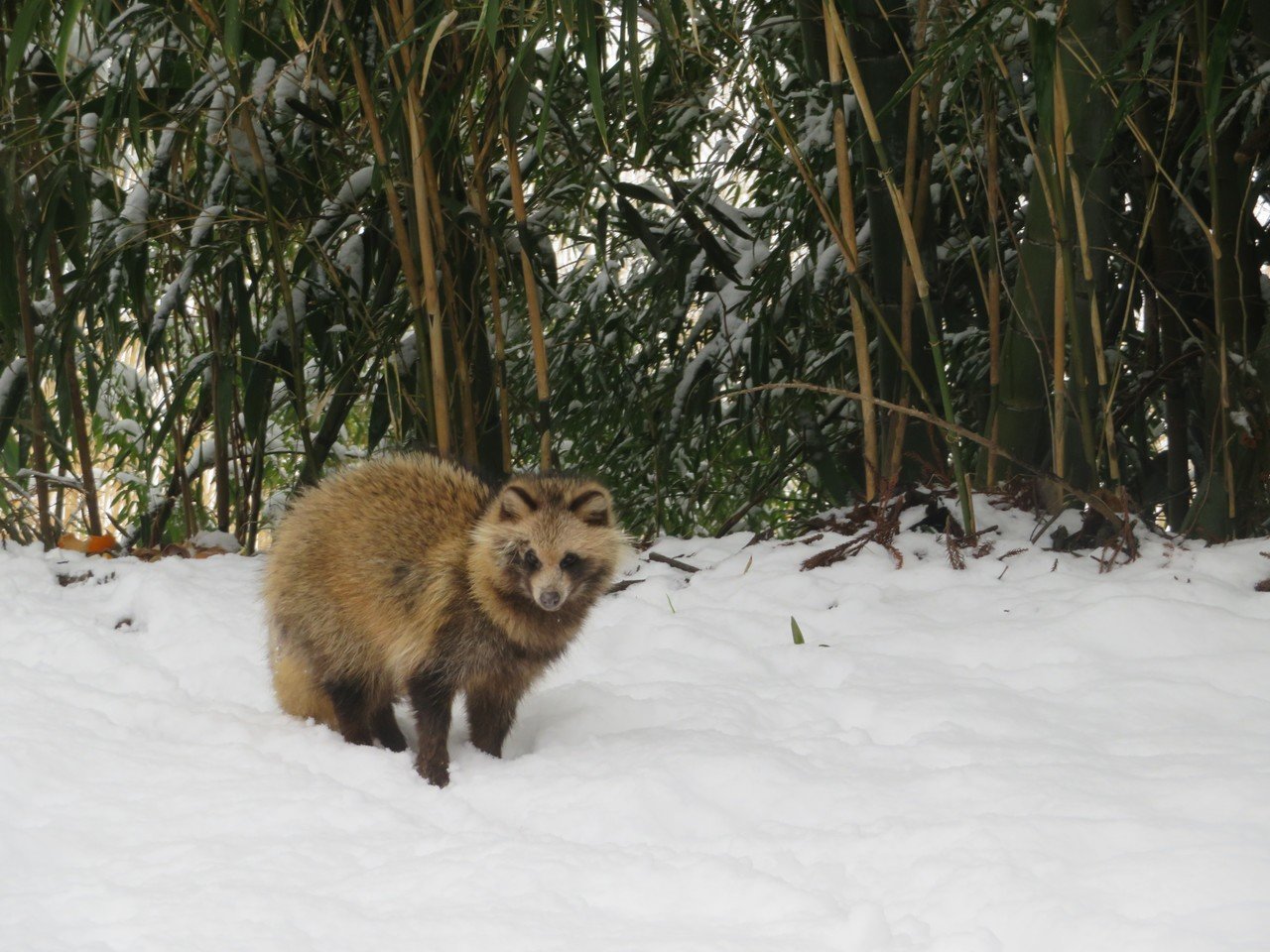 雪の日の記憶 子狸がやってきた 足袋猫 Note