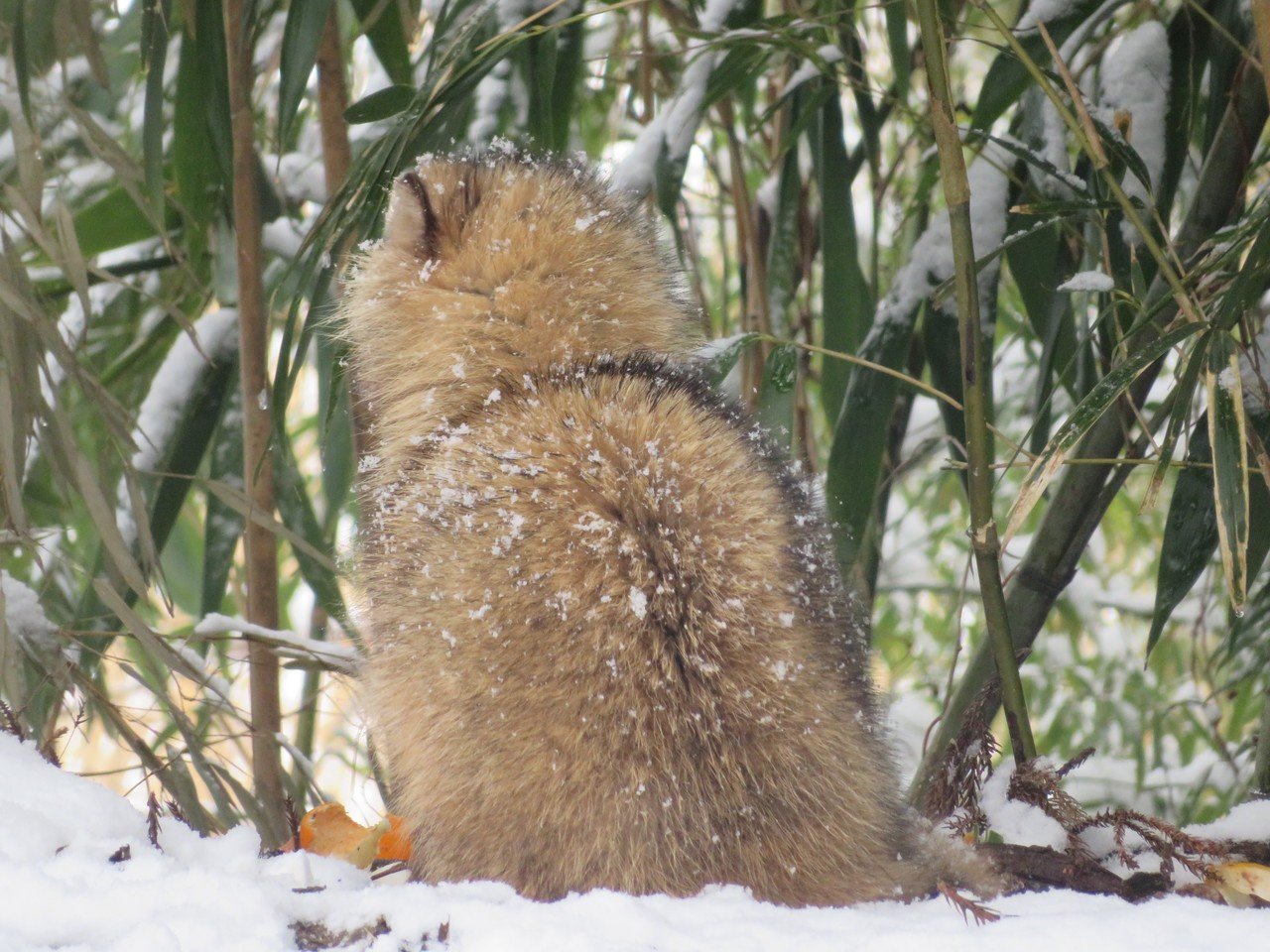 雪の日の記憶 子狸がやってきた 足袋猫 Note