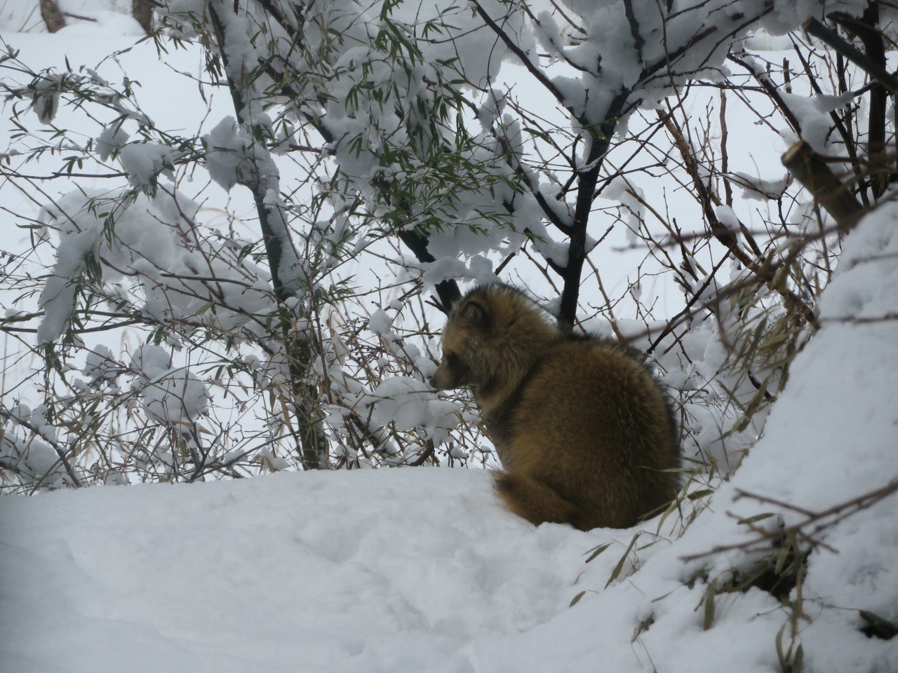 雪の日の記憶 子狸がやってきた 足袋猫 Note