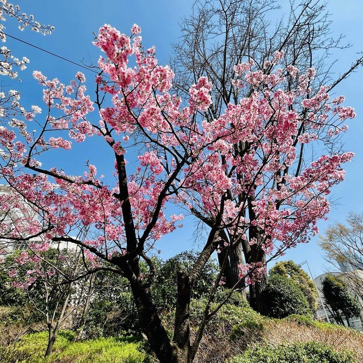 陽光桜　毛利庭園（東京都港区）