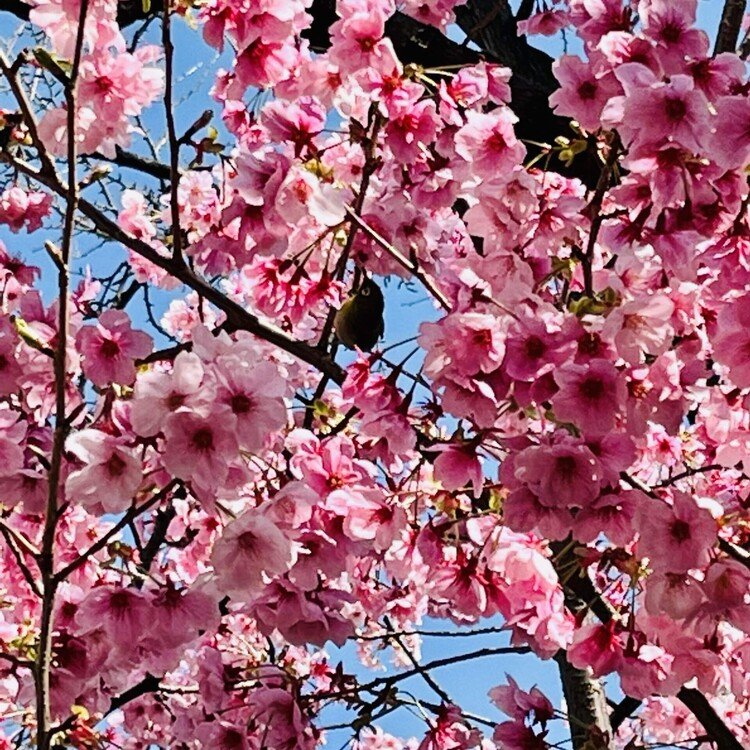 毛利庭園で桜の写真を撮っていると、花と花の間を動く影を発見。よく見ると、メジロが花の蜜を食べていました。