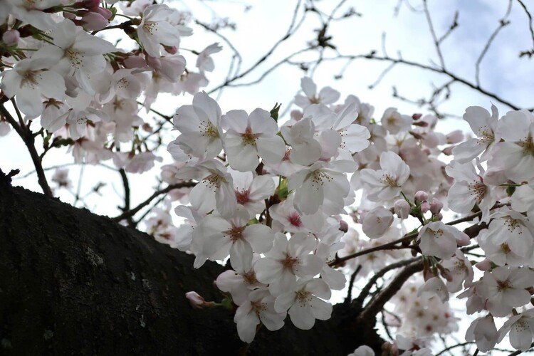 曇天の桜は淡く優しく儚く