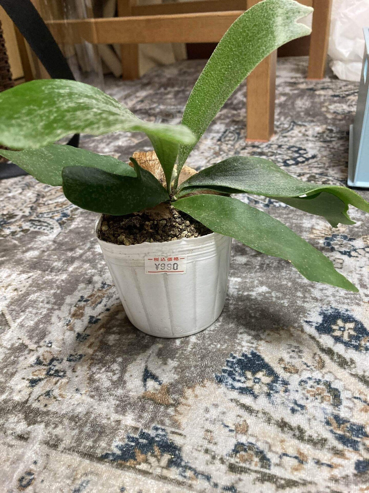 ビカクシダの板付けしてみた｜ゆきぽこ