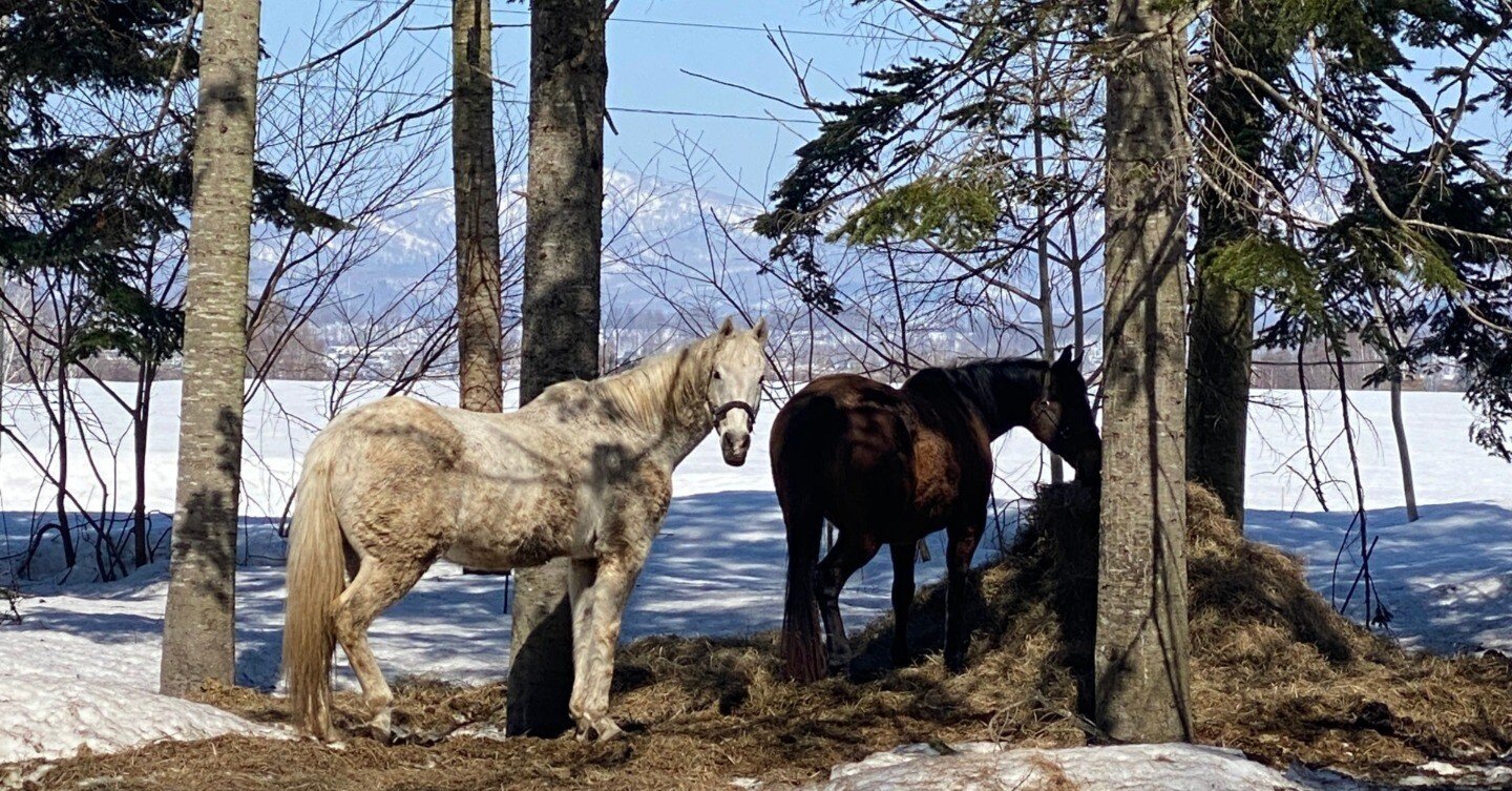 雪のホーストレッキング / ニセコ・北海道⑥｜Lulu's Cabinet