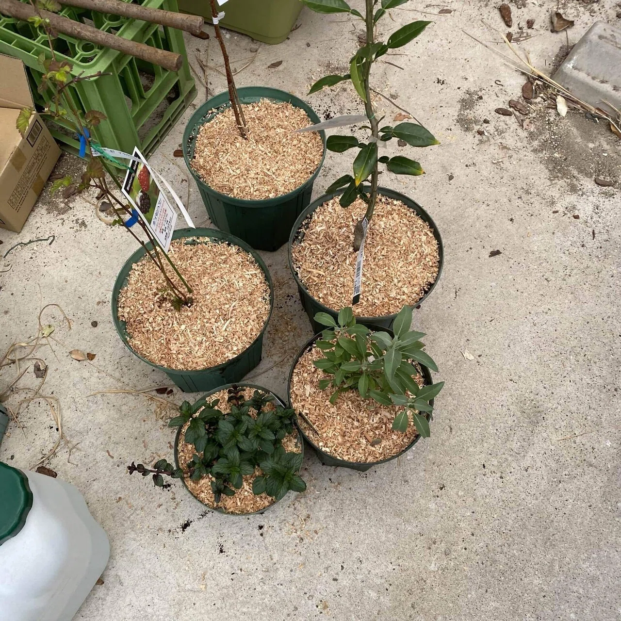 雨の日は種まき｜果樹苗鉢植え｜小さな梅の実｜錬金術師の琥珀帳