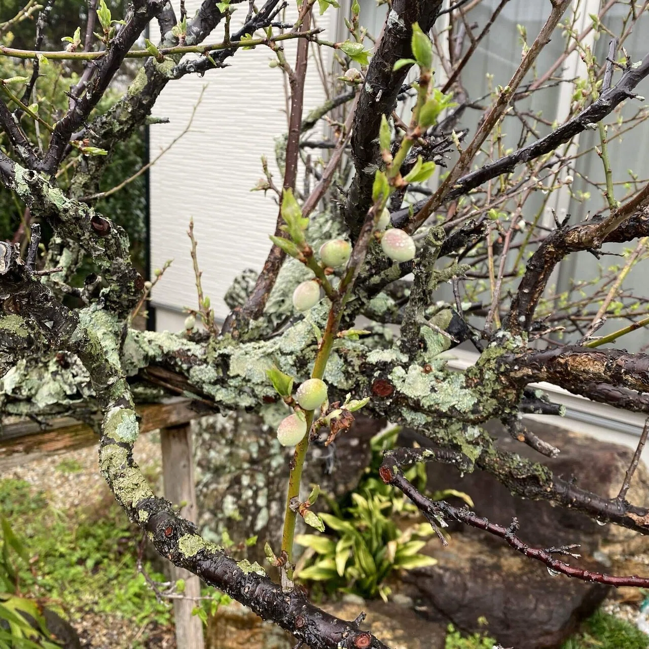 雨の日は種まき｜果樹苗鉢植え｜小さな梅の実｜錬金術師の琥珀帳