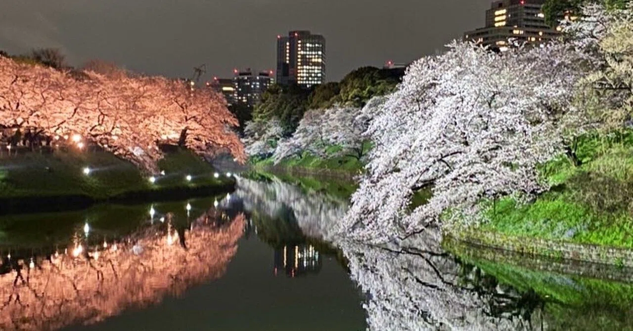 千鳥ヶ淵の夜桜を愉しむ｜ほんのひととき
