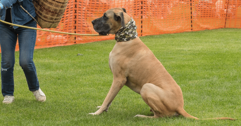 88.【動物】世界最大級の犬種🐶グレート・デーン