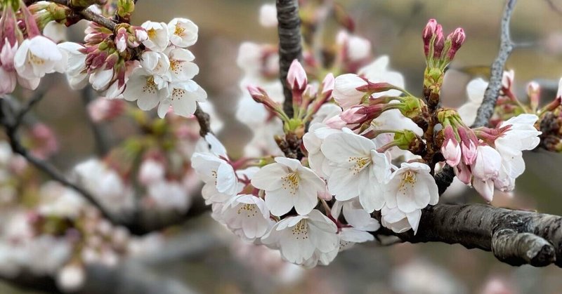 365日の10日程しか咲かない「桜」と日本人の美学