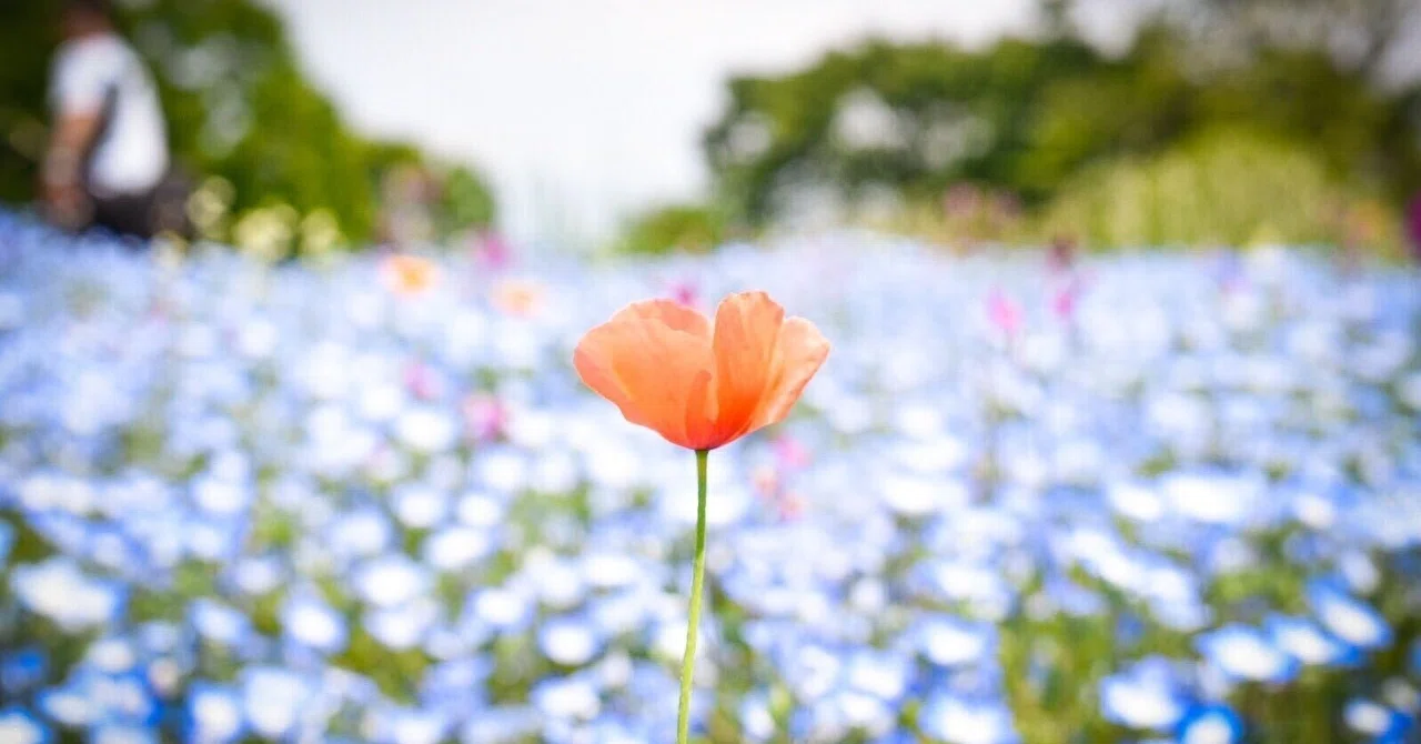 生き生きしていることを大事にした選択に、自信を持っていよう|のさき 花