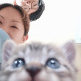 私と妻と猫