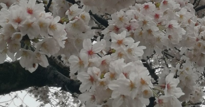士族たちと桜を愛でながらランチ@千鳥ヶ淵