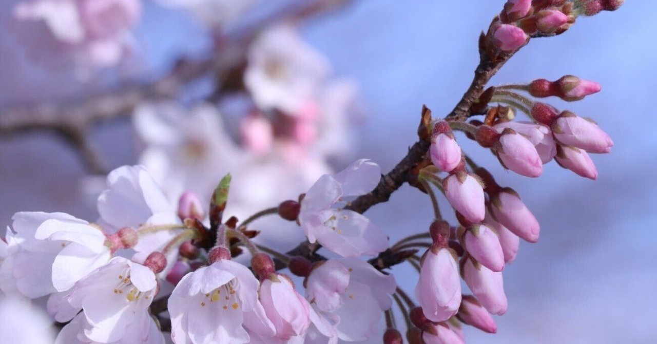 七十二候の【桜始開】に入ります。｜川元一郎