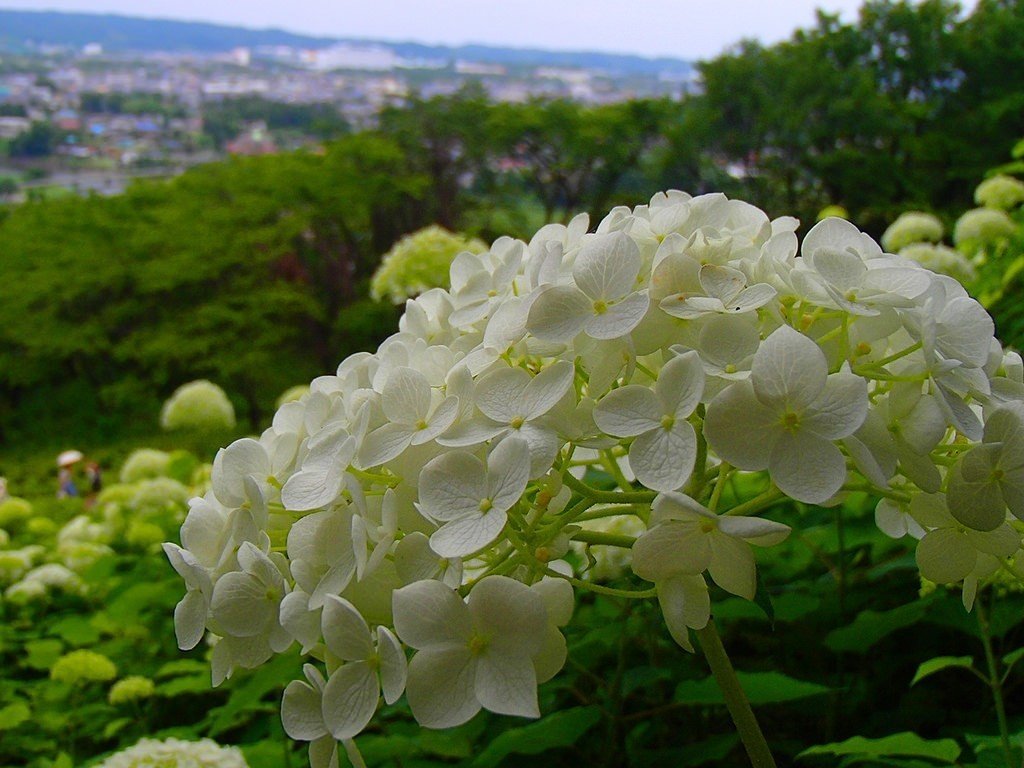 アナベル 白いアジサイ の花 そろいゆるり Note