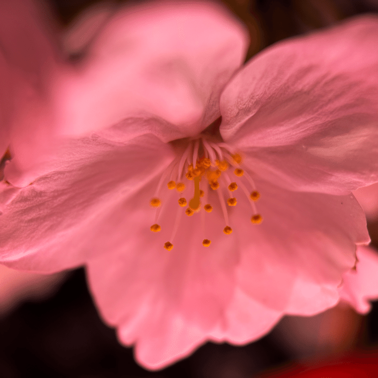 #そのへんの3cm vol.1793 iPhoneでマクロ1700回達成#ソメイヨシノ やはり春といえば、コレ。葉が出る前に花だけが満開になるのが良いね。ちなみに今咲いているのは全部クローンとのこと。#スマホ写真 #マクロ写真 #iPhone14pro #shotonshiftcam #shotoniphone #道草 #花が好き #夜桜 