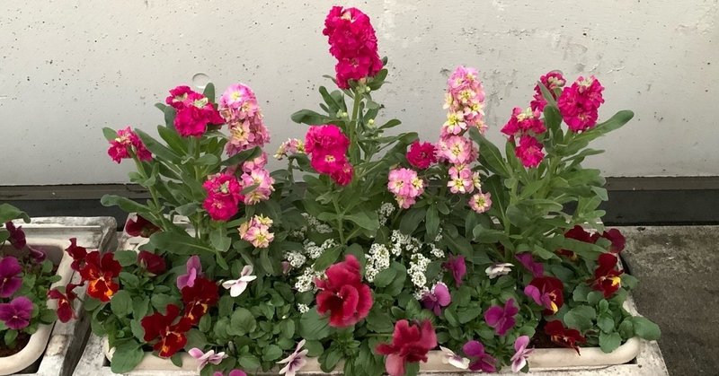 ２月の園芸作業 寄せ植え オゼジュン先生 園芸youtuberお花の楽しさをお伝えする花創人はなそうにん Note
