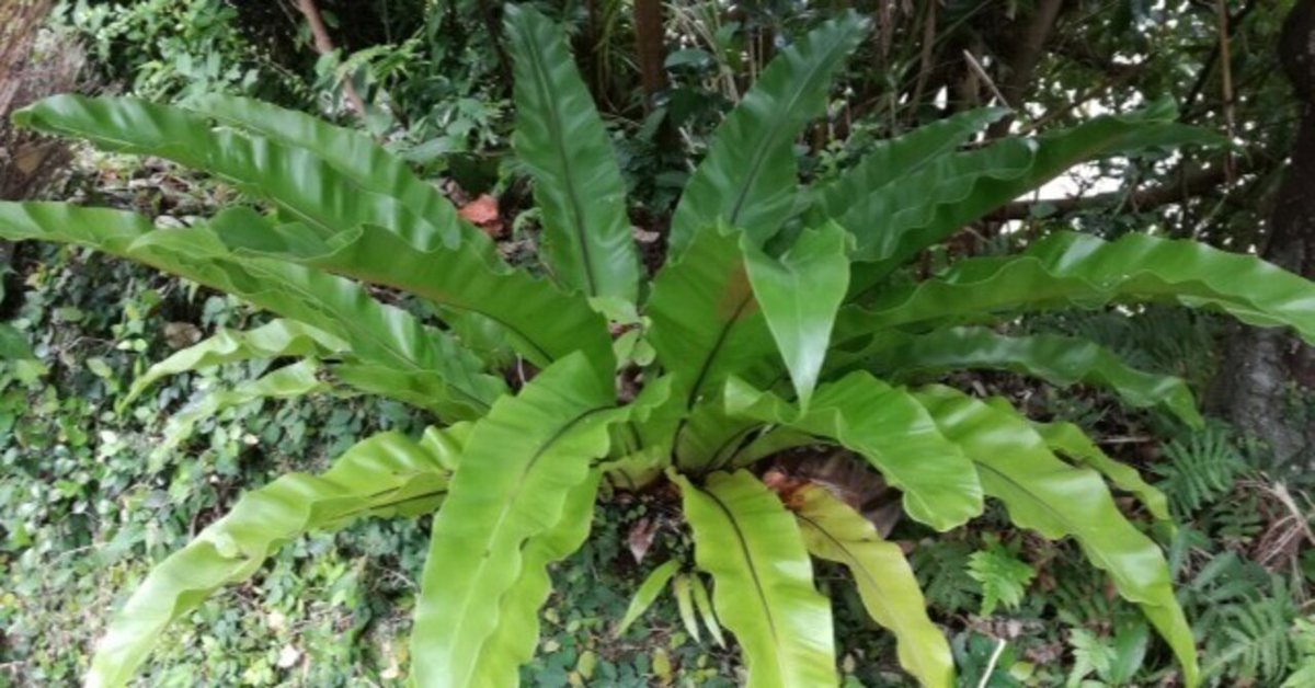 週末投稿】つれづれ有用植物＃180（チャセンシダ科チャセンシダ