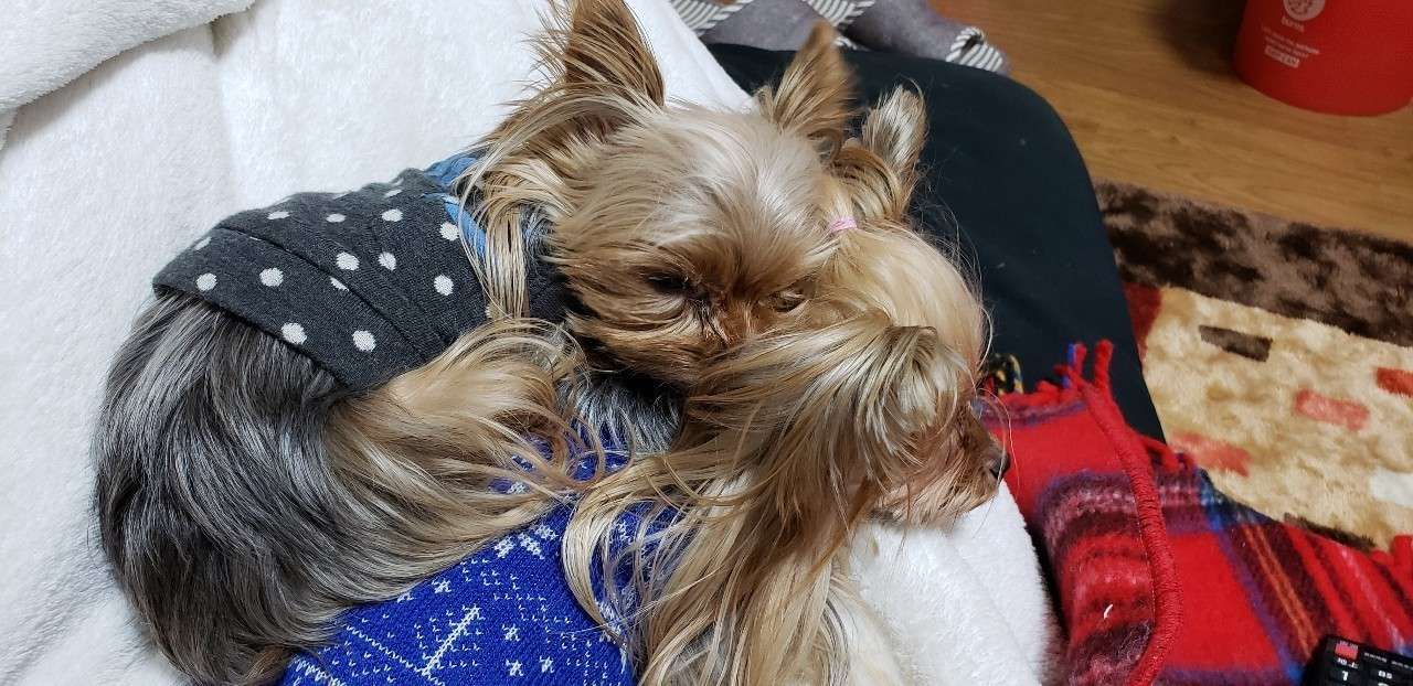 犬は寝首を襲わない Home Training Serene Note 犬は寝首を襲わない Home Training Serene Note