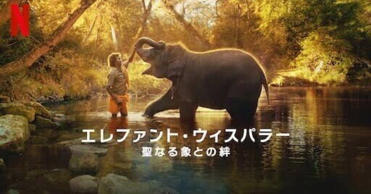 2022年に公開された映画『エレファント・ウィスパラー: 聖なる象との絆』を観た。｜青木朋博  “人と話すことが苦手な方”専門のコミュニケーションコンサルタント