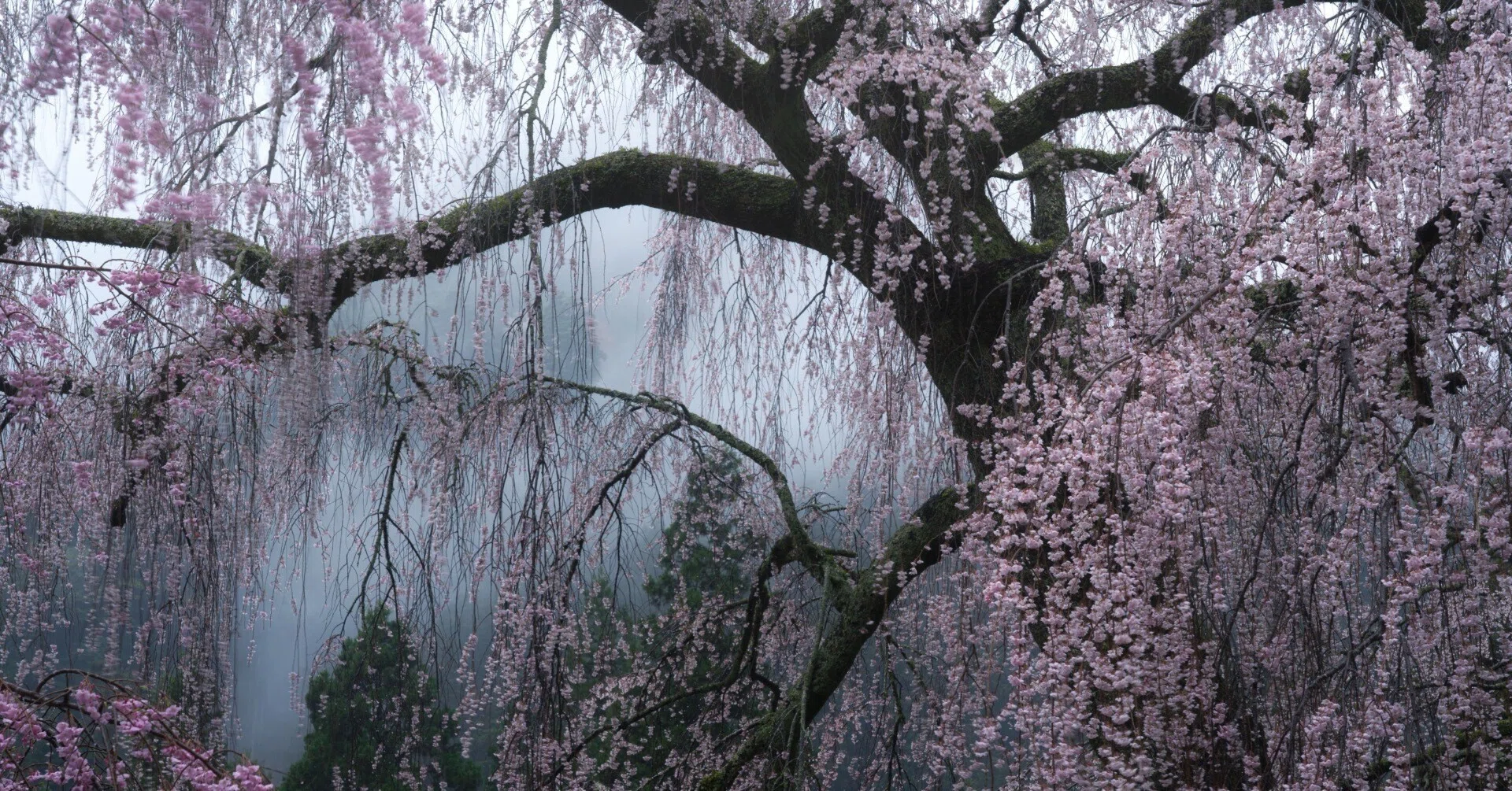 撮影記】霧の中咲く枝垂れ桜｜Daishi Okamoto
