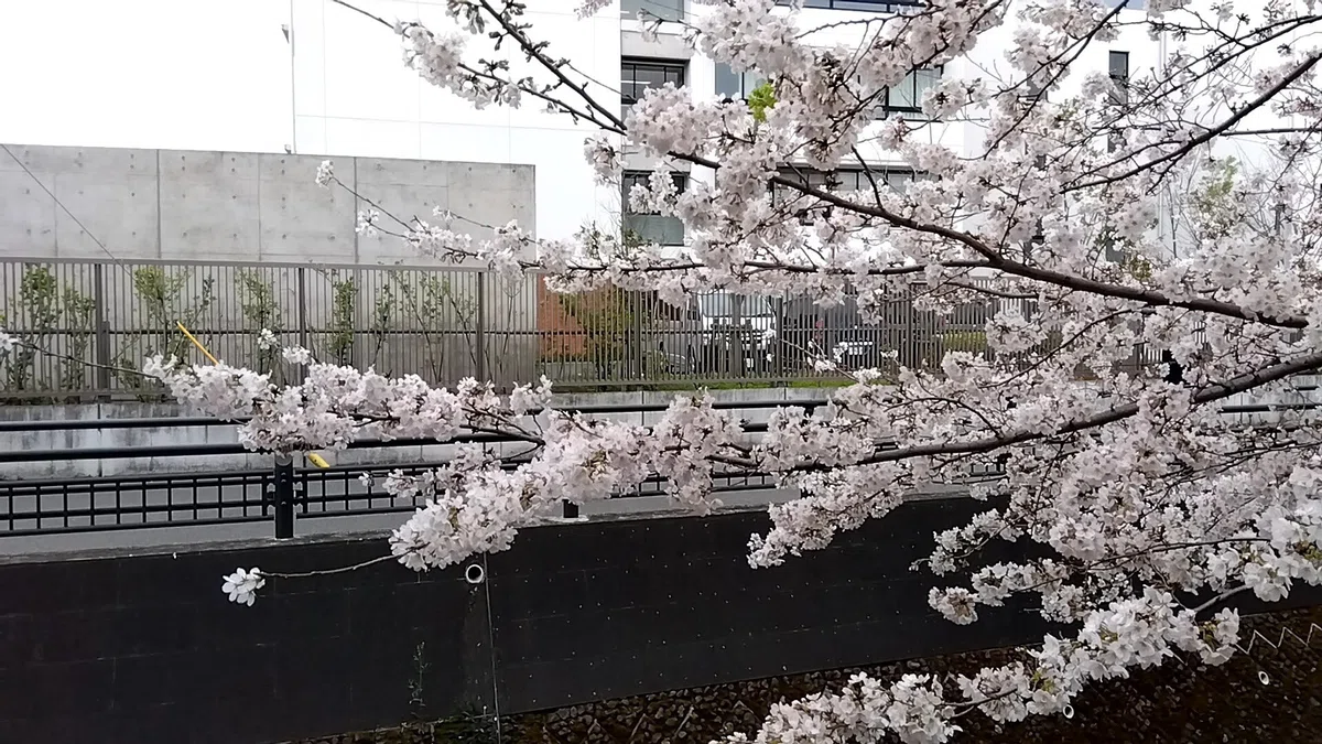 【日日俳句 にちにち・はいく】 2023/3/26 花の雨窓に寝そべるぬひ…｜あんこ