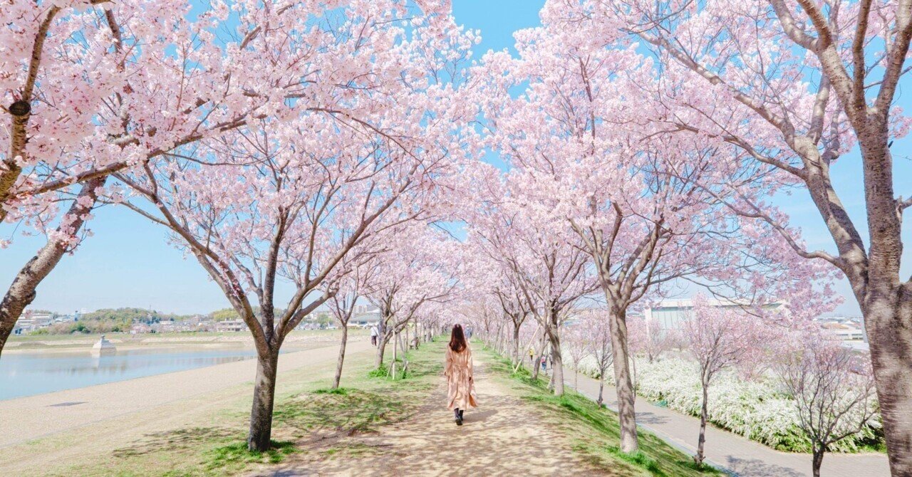 日曜まで最安値 ほっとできる清楚な幼なじみ 園池 桜子 SSP 大阪かわいいめぐり#5 狭山池公園の桜景色｜Yuri