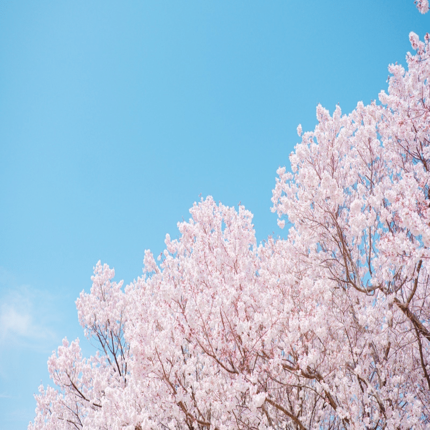 大阪かわいいめぐり#5 狭山池公園の桜景色｜Yuri