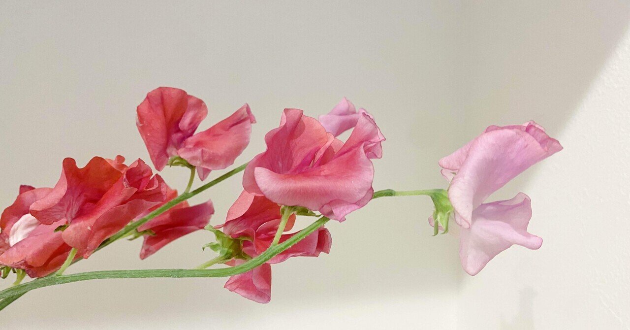 春色ピンクを楽しむ玄関フラワー【靴箱の上の飾り方 #4】｜こすぎゆみこ(花のある暮らし研究家)