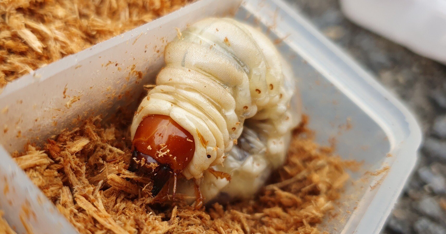 1bcbda310b0992d97ed4c16e6101c5