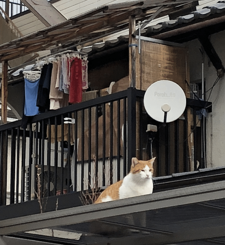 京都隣家の猫。気ままな暮らしをしている様子。隣家には犬もいて、明け方から、ずっと吠えている。散歩か、餌か、飼い主に何かを訴えている。声が気になると眠れなくなるが、そう言えば、最近ずっと声を聞かない。それはそれで心配になる。