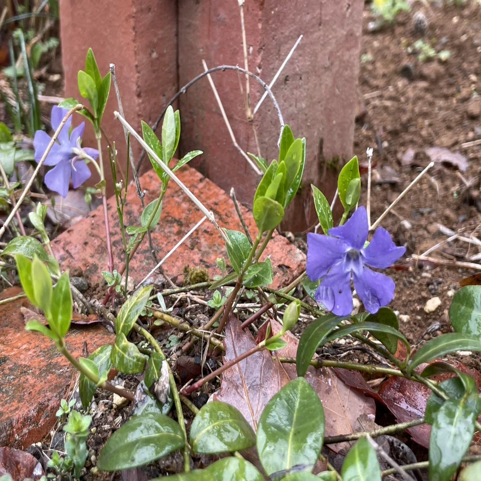 週末。雨の中。八ヶ岳の庭には5種類の新しい花が咲いていた。｜とー