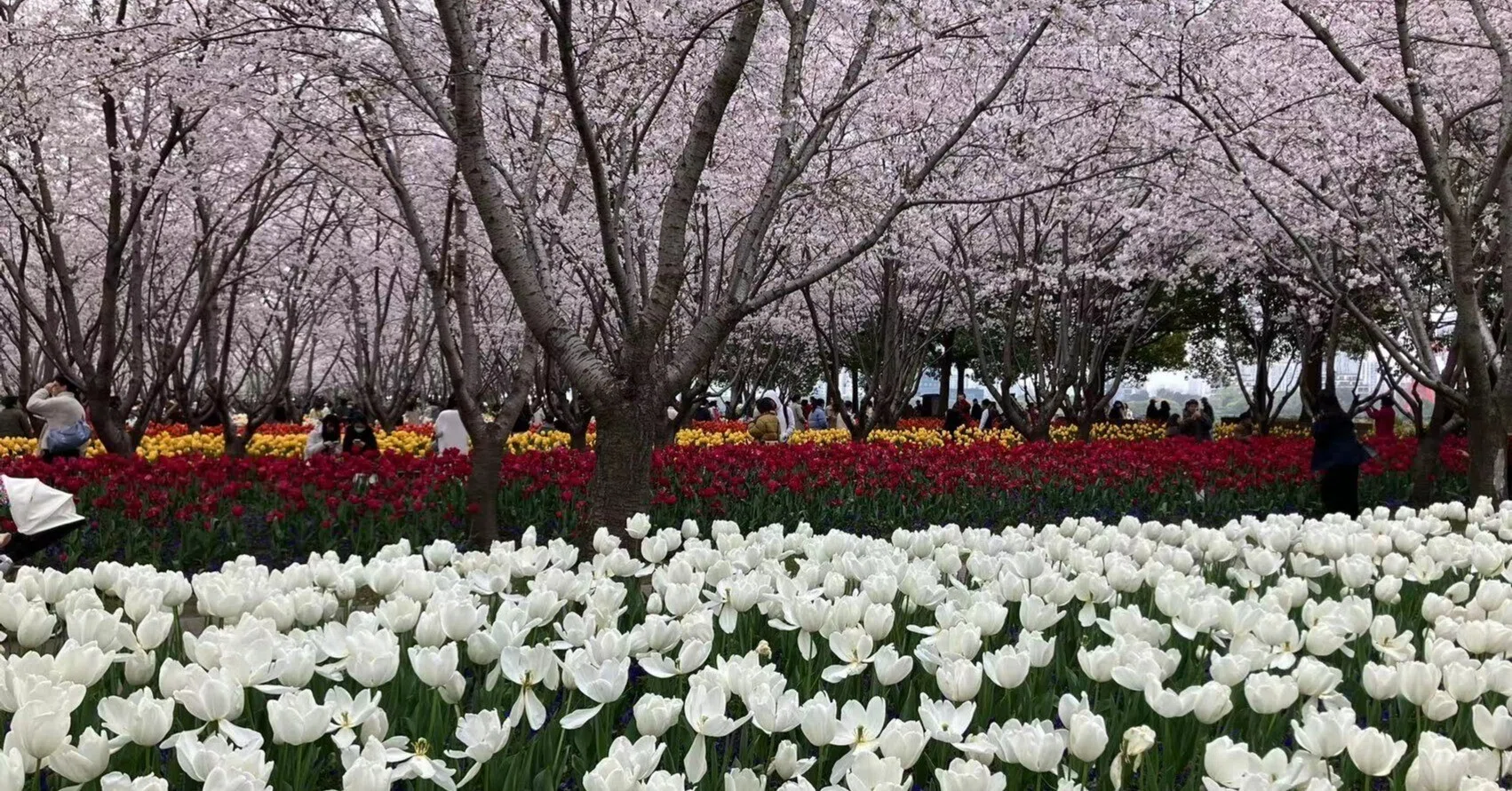 春絢爛!桜とチューリップの共演【上海市 琴鍵春園】|小羊 春絢爛!桜とチューリップの共演【上海市 琴鍵春園】|小羊