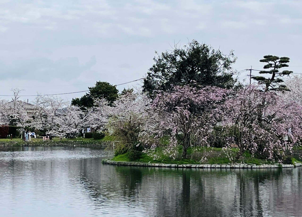 雨上がりの桜🌸｜櫻庭みゆ💕きゅんをお届けするひと⭐️