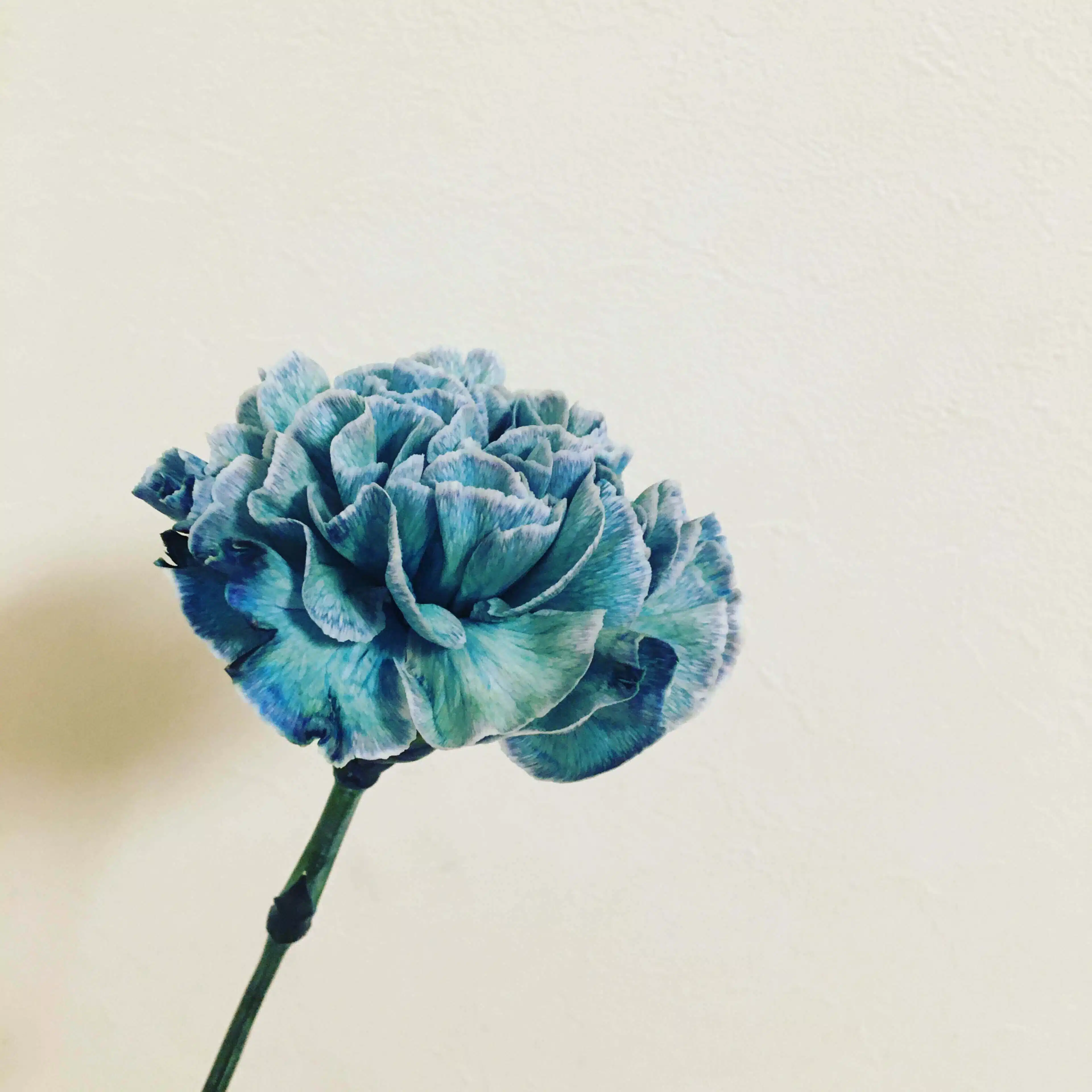 青い花