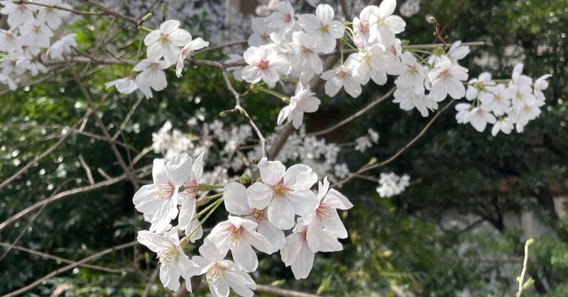 春の桜。